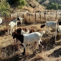 What Documents Do I Need to Access a Program Through a Community Service Organization in Glendale, CA?